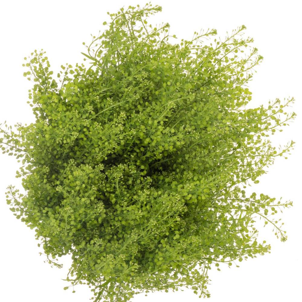 Thlaspi grün Green Bell 25 Gramm 60cm