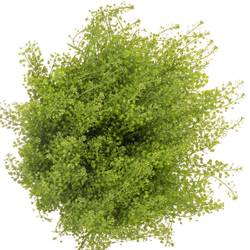 Thlaspi grün Green Bell 25 Gramm 60cm