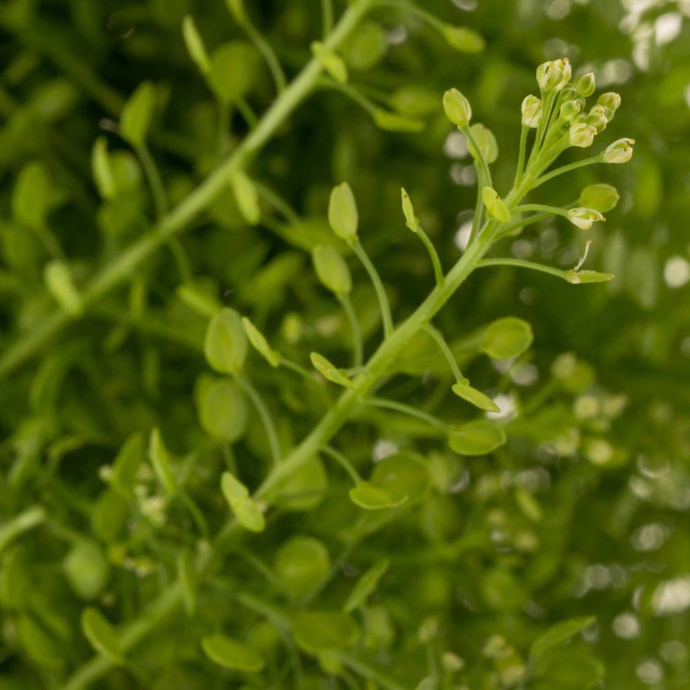 Thlaspi grün Green Bell 25 Gramm 60cm