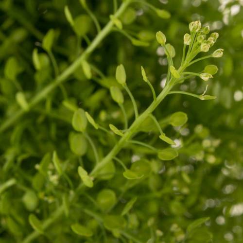 Thlaspi grün Green Bell 25 Gramm 60cm