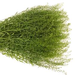 Thlaspi grün Green Bell 25 Gramm 60cm
