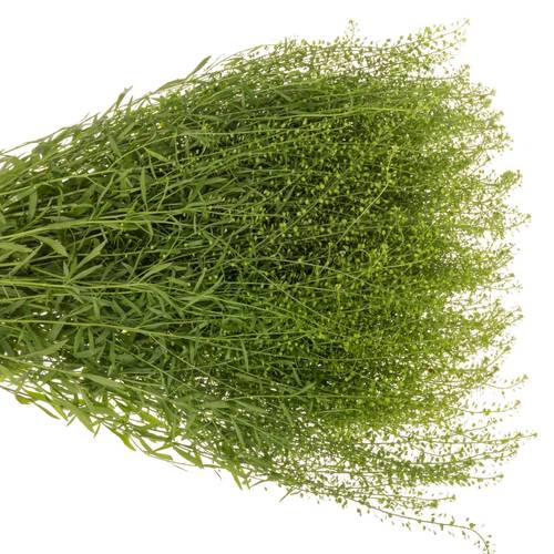 Thlaspi grün Green Bell 25 Gramm 60cm