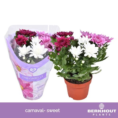Chrysantheme Carnaval Sweet T12 H026