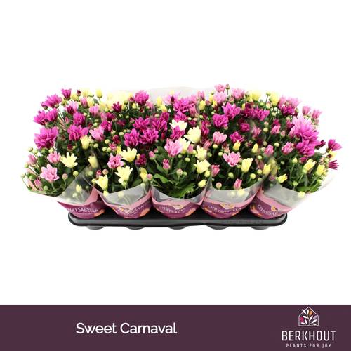 Chrysantheme mix Carnaval Sweet T12 H026