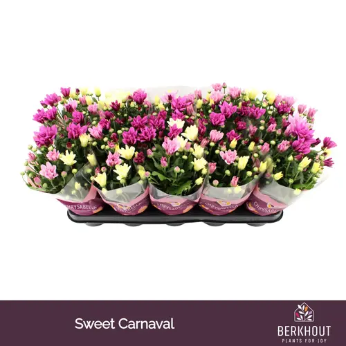 Chrysantheme mix Carnaval Sweet T12 H026