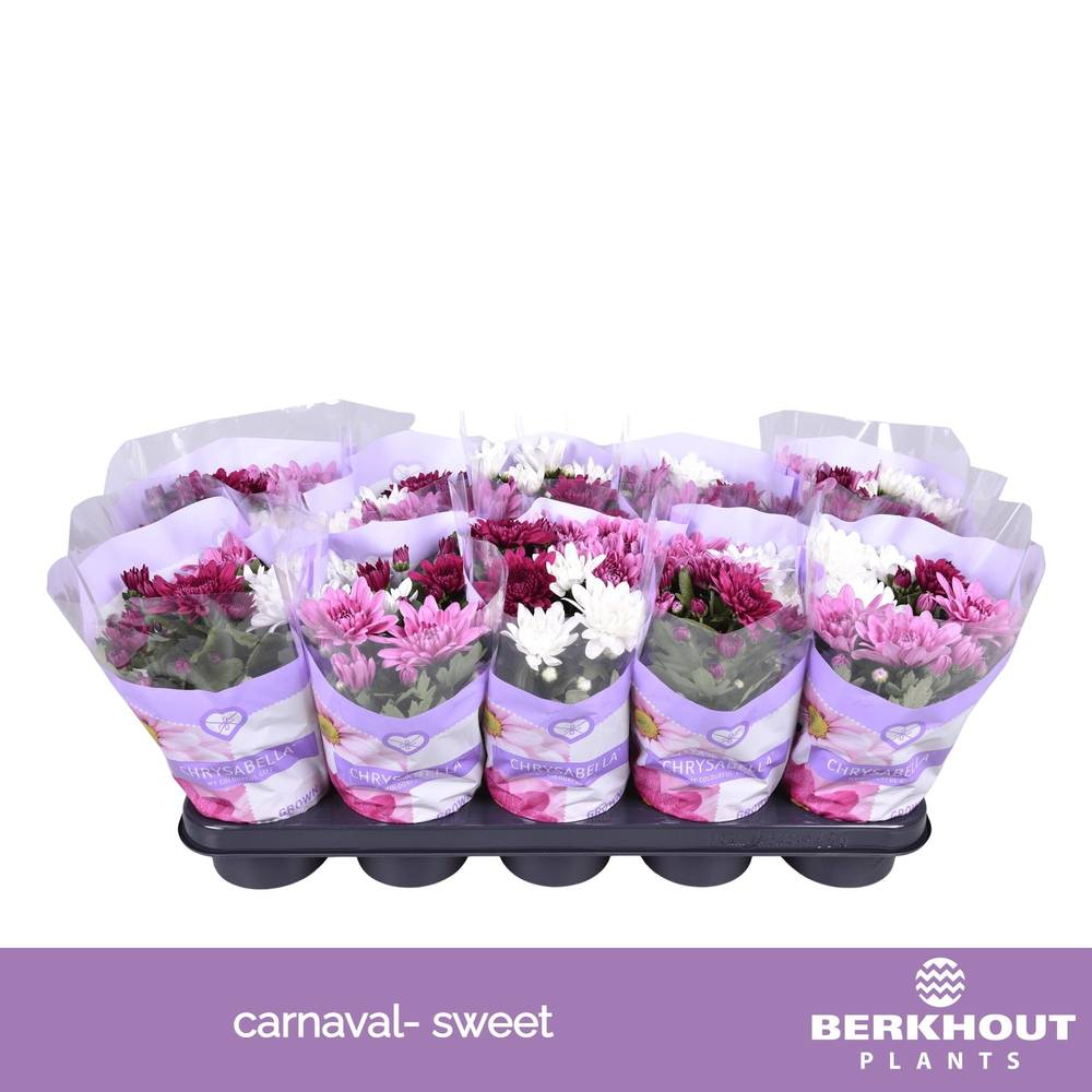 Chrysantheme Carnaval Sweet T12 H026