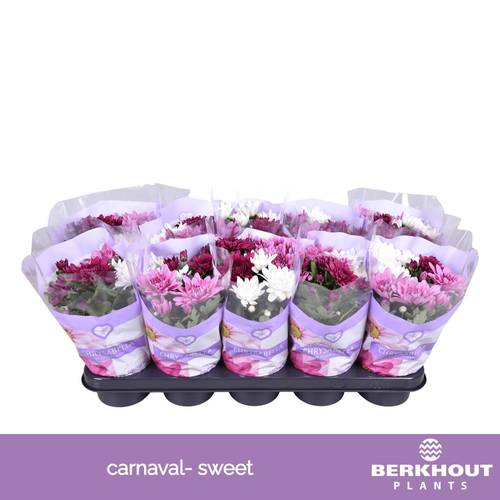 Chrysantheme Carnaval Sweet T12 H026