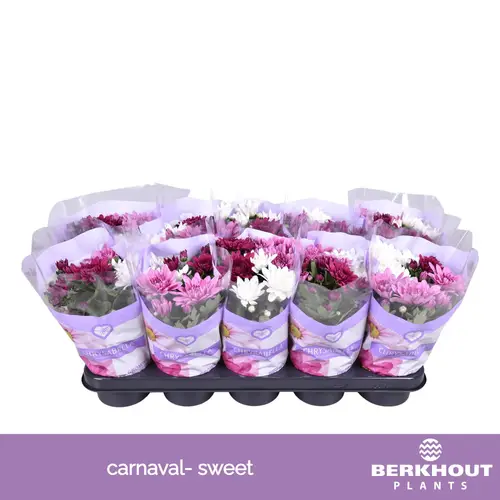 Chrysantheme Carnaval Sweet T12 H026