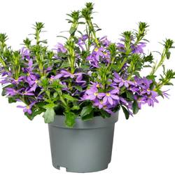 Scaevola lila T12 H020