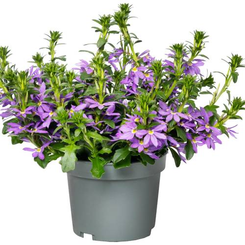 Scaevola lila T12 H020