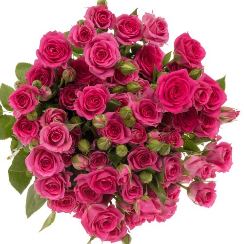 Rose verzweigt fuchsia Tessa 4+Blüte 40cm