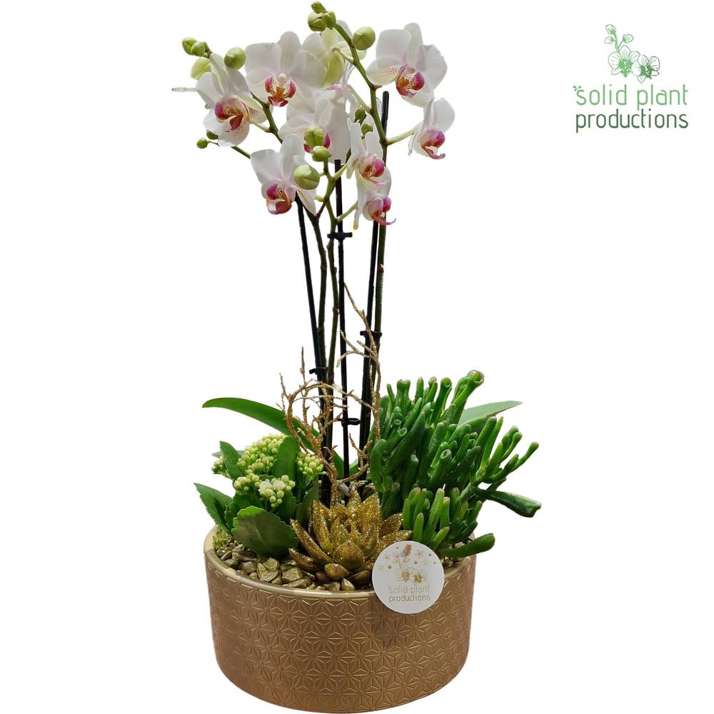 Phal.Arr PE004 Go Weihnachten T22 H045