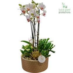 Phal.Arr PE004 Go Weihnachten T22 H045