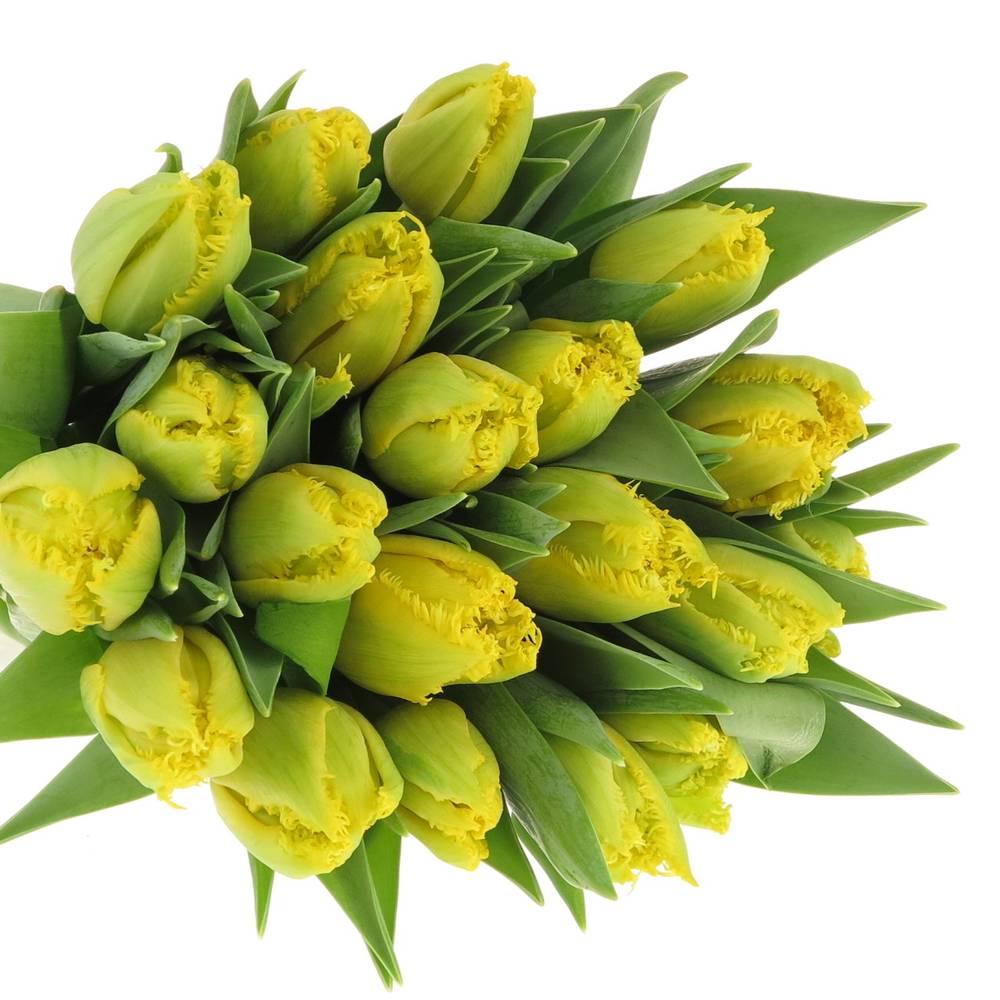 Tulpe gelb doppel Mon Amour Trilfor 32 Gramm