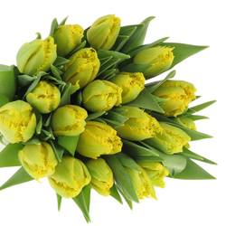 Tulpe gelb doppel Mon Amour Trilfor 32 Gramm