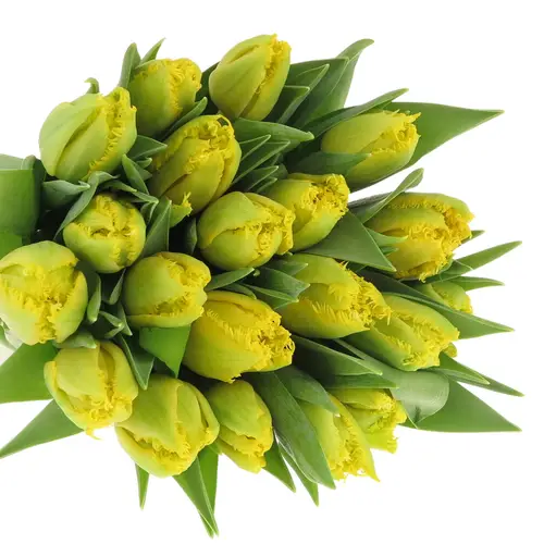 Tulpe gelb doppel Mon Amour Trilfor 32 Gramm