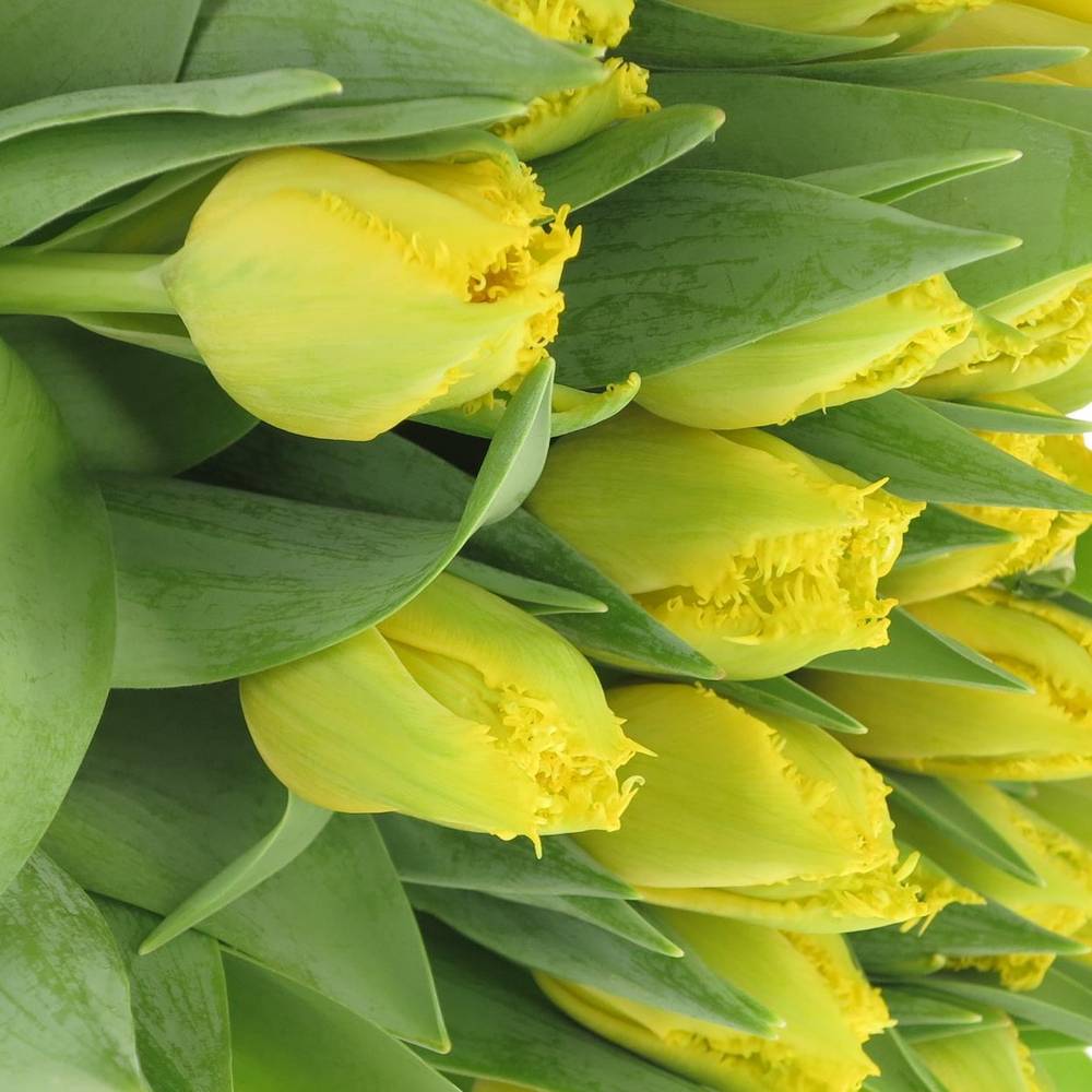 Tulpe gelb doppel Mon Amour Trilfor 32 Gramm
