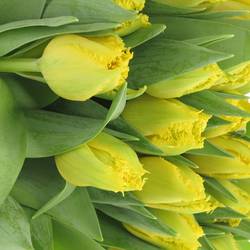 Tulpe gelb doppel Mon Amour Trilfor 32 Gramm