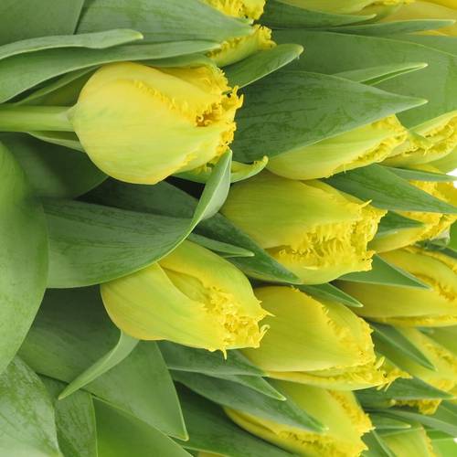 Tulpe gelb doppel Mon Amour Trilfor 32 Gramm