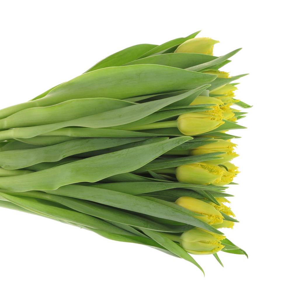 Tulpe gelb doppel Mon Amour Trilfor 32 Gramm