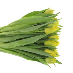 Tulpe gelb doppel Mon Amour Trilfor 32 Gramm