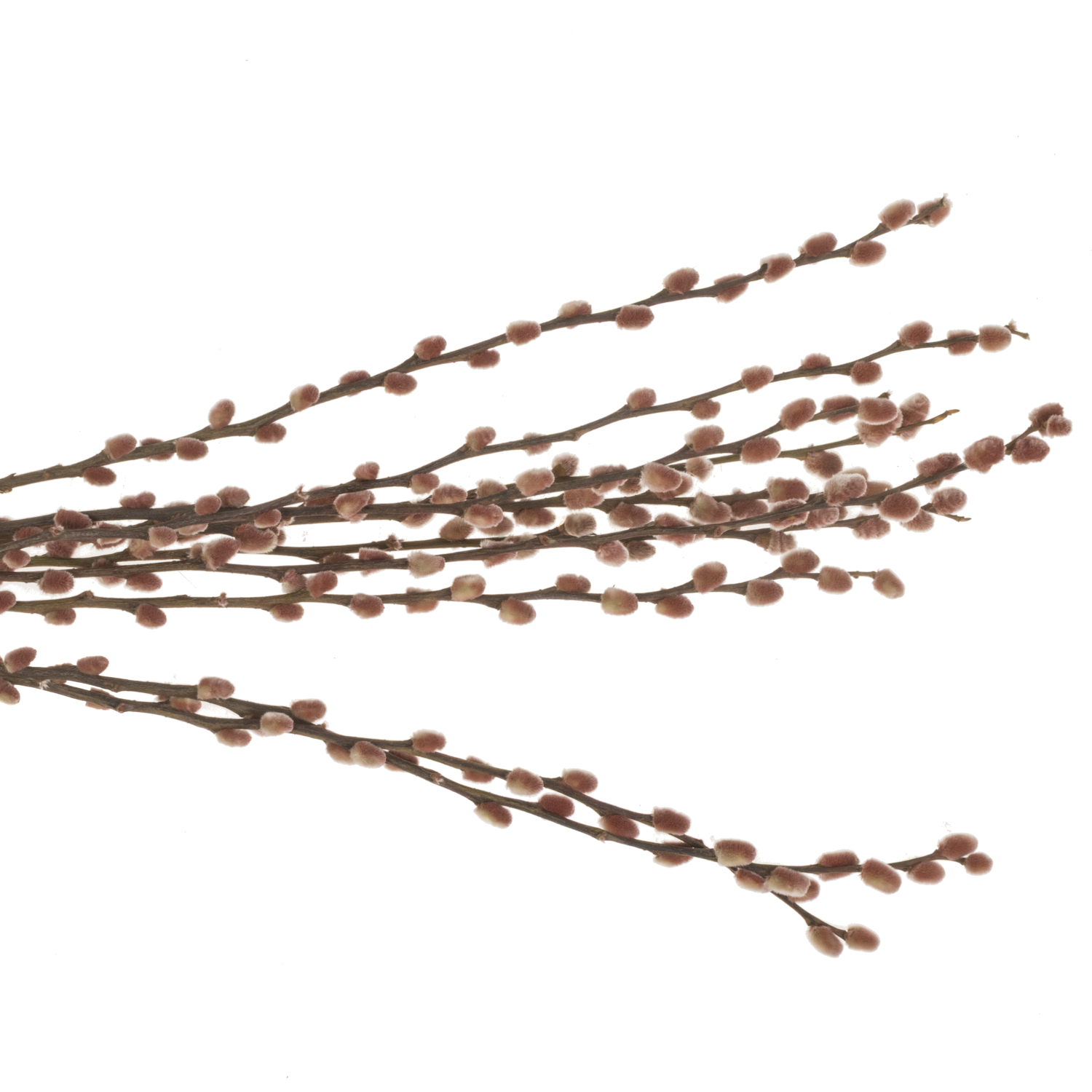 Kätzchen bordeaux gefärbt 70cm