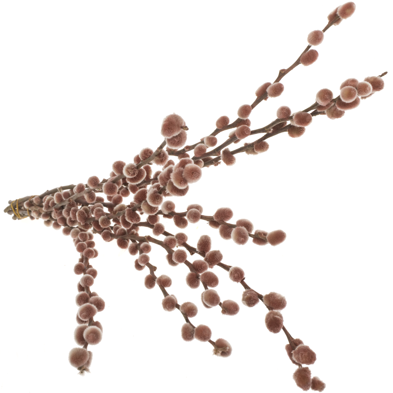 Kätzchen bordeaux gefärbt 70cm