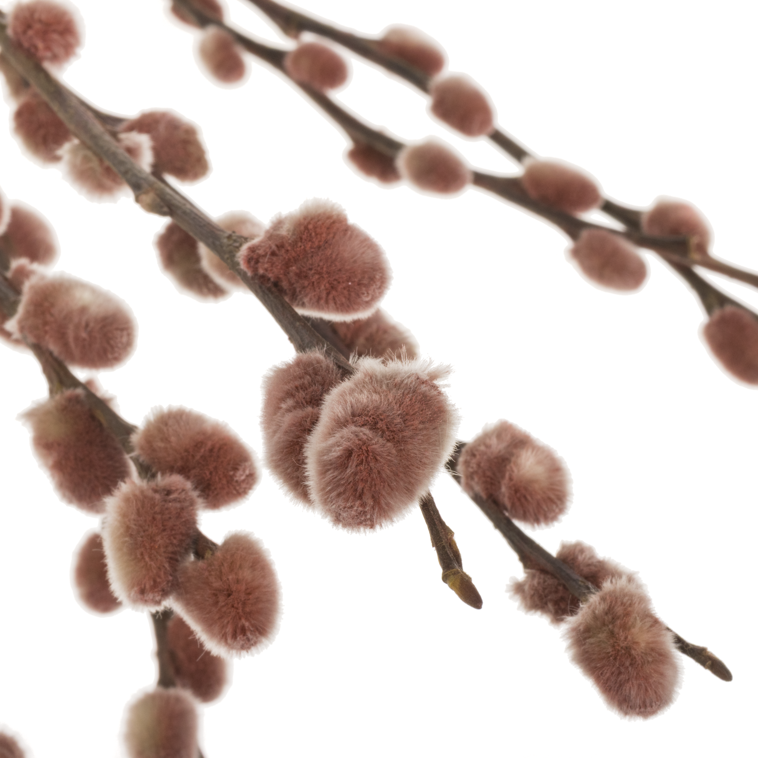 Kätzchen bordeaux gefärbt 70cm