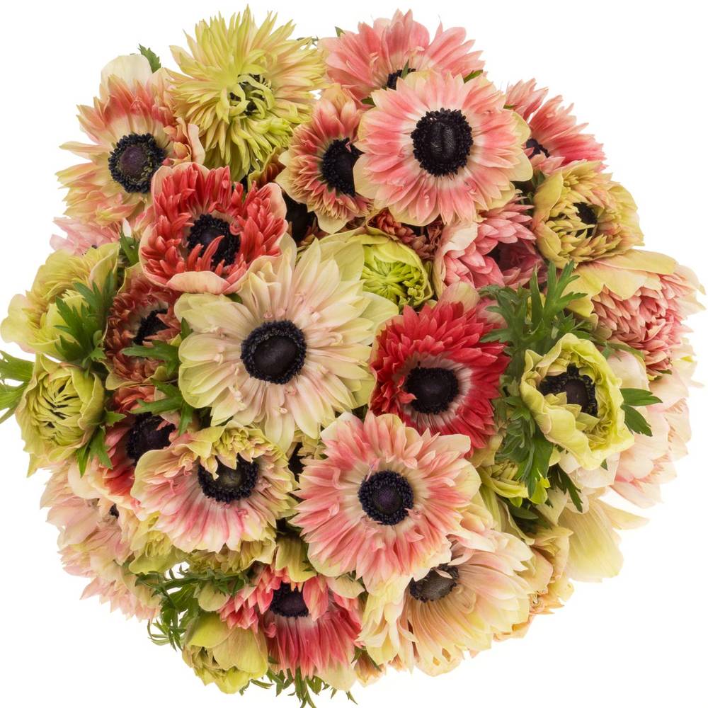 Anemone creme/rot gefüllt Fullstar 06 45cm