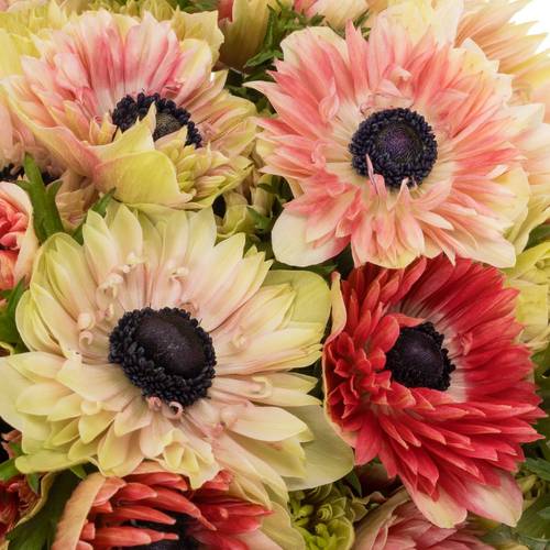 Anemone creme/rot gefüllt Fullstar 06 45cm