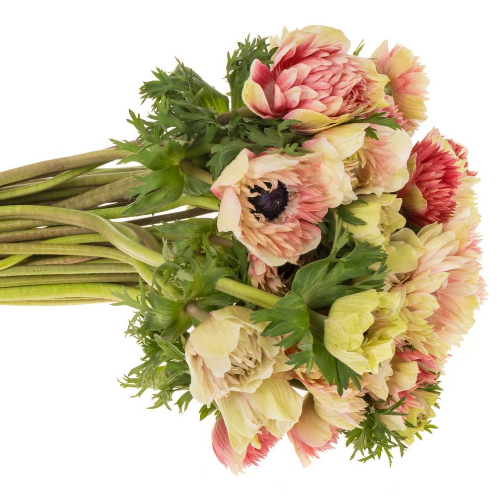 Anemone creme/rot gefüllt Fullstar 06 45cm