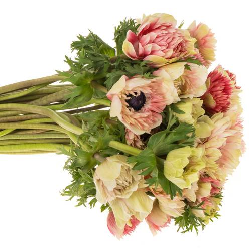 Anemone creme/rot gefüllt Fullstar 06 45cm