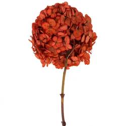 Präparierte Hortensie rot Red-04