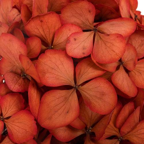 Präparierte Hortensie rot Red-04