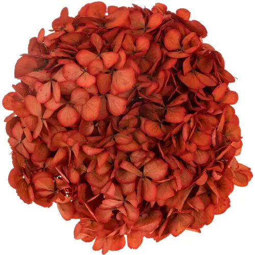 Präparierte Hortensie rot Red-04