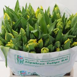 Tulpe gelb Gold race 44 Gramm