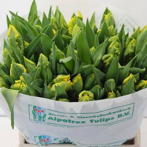 Tulpe gelb Gold race 44 Gramm