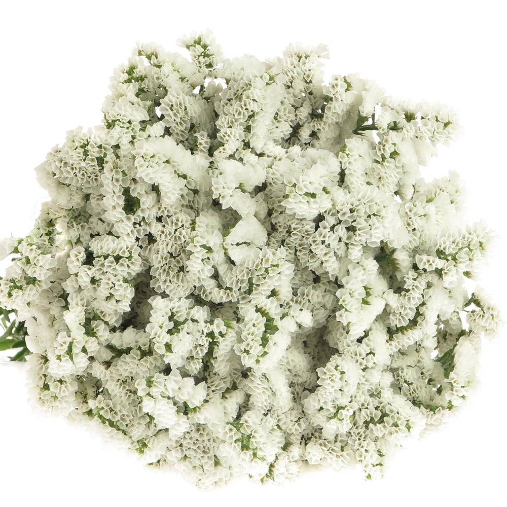 Statice weiss White Starlight Wings 65Gramm 80cm