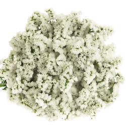 Statice weiss White Starlight Wings 65Gramm 80cm