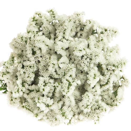 Statice weiss White Starlight Wings 65Gramm 80cm