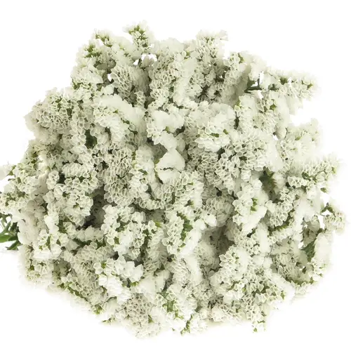 Statice weiss White Starlight Wings 65Gramm 80cm