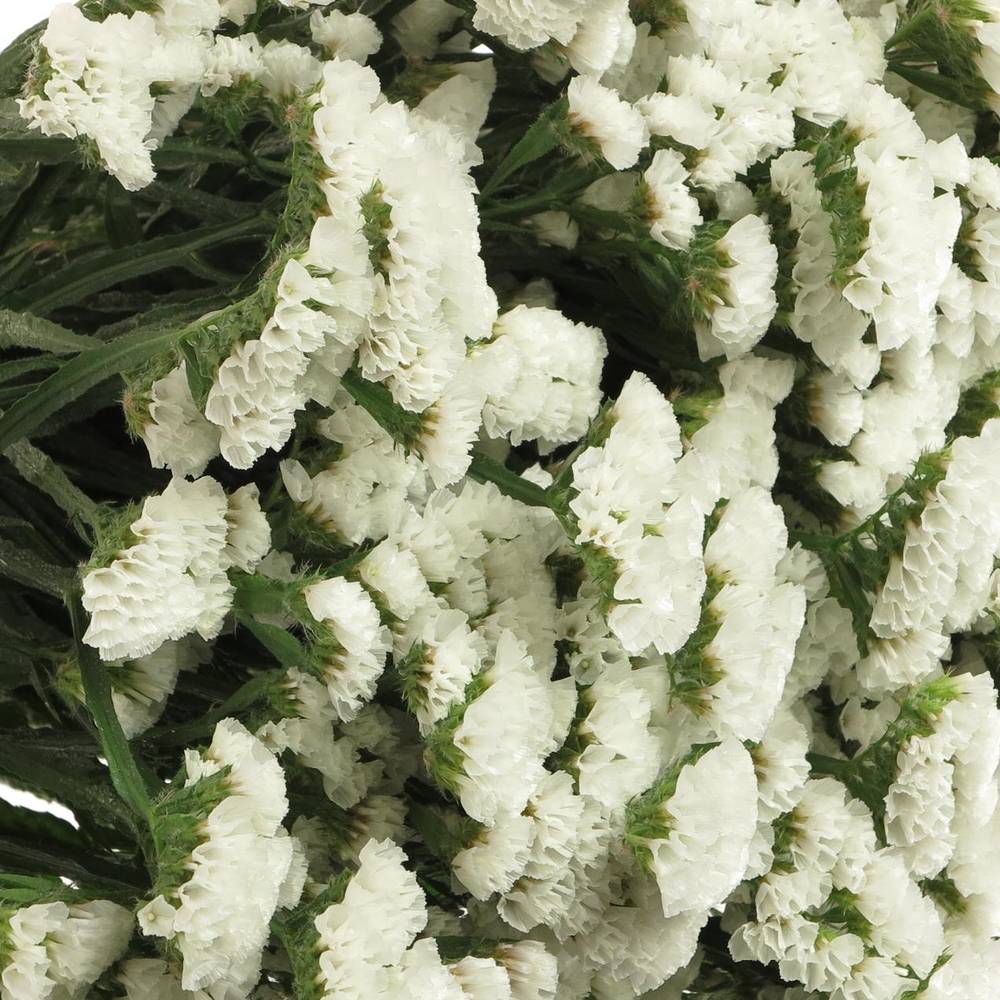 Statice weiss White Starlight Wings 65Gramm 80cm