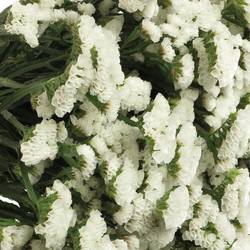 Statice weiss White Starlight Wings 65Gramm 80cm