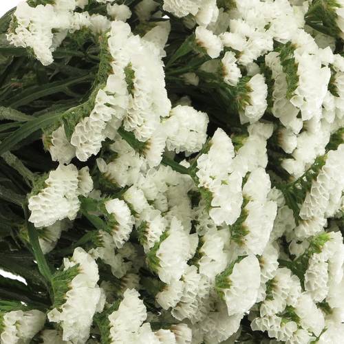 Statice weiss White Starlight Wings 65Gramm 80cm