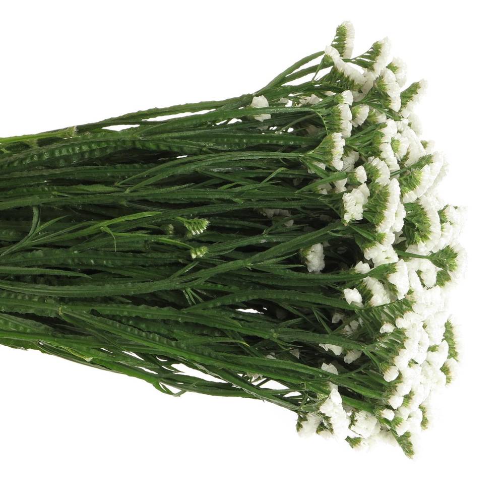 Statice weiss White Starlight Wings 65Gramm 80cm