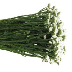 Statice weiss White Starlight Wings 65Gramm 80cm