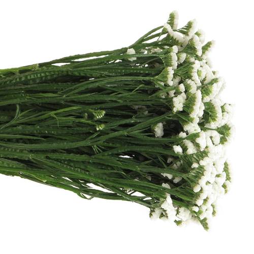 Statice weiss White Starlight Wings 65Gramm 80cm