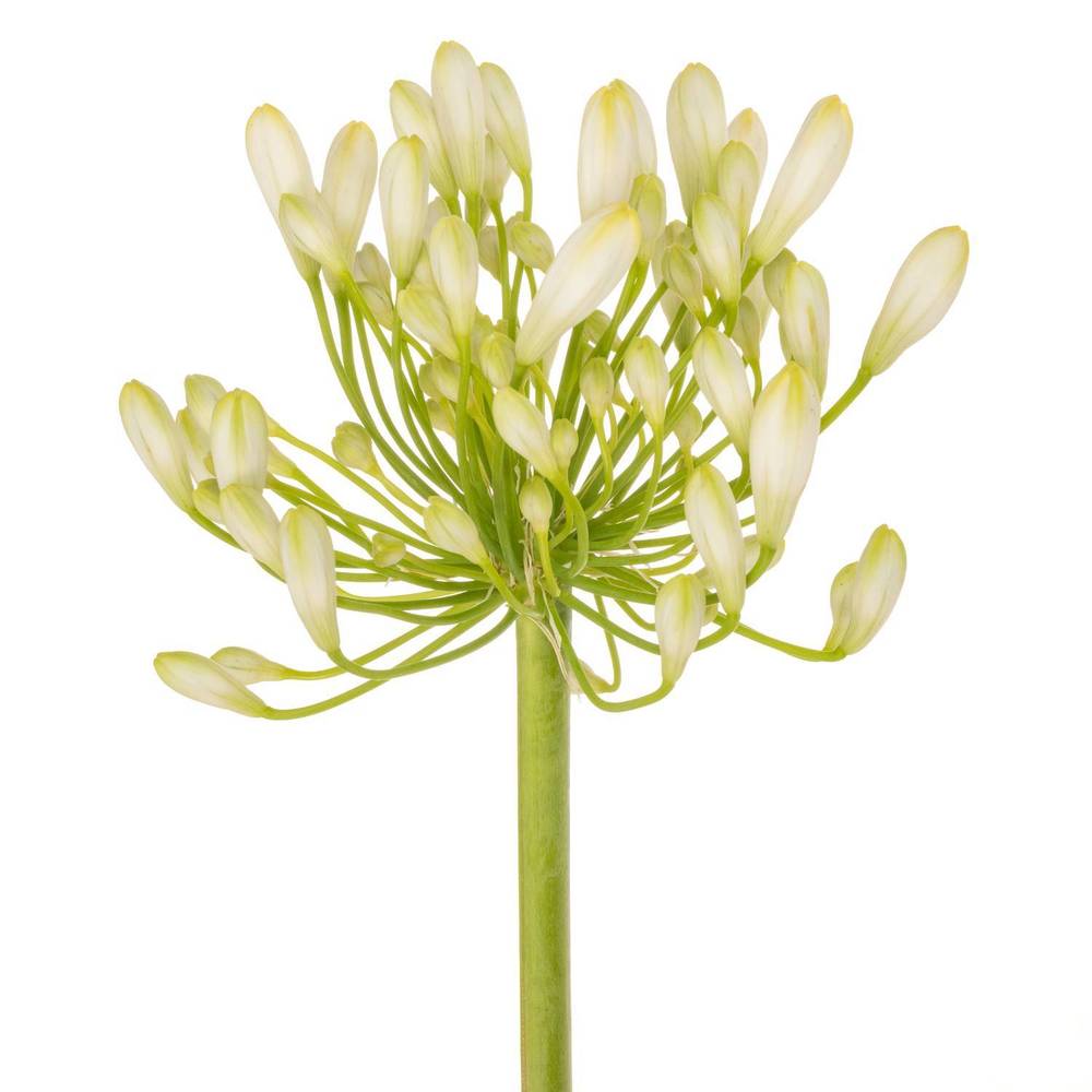Agapanthus weiss Grace 80cm