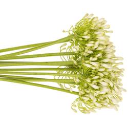 Agapanthus weiss Grace 80cm