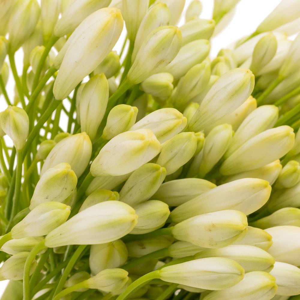Agapanthus weiss Grace 80cm
